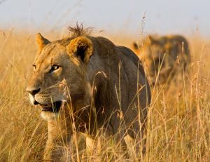 Nature : découverte d'un lion géant, le Simbakubwa / iStock.com - WLDavies