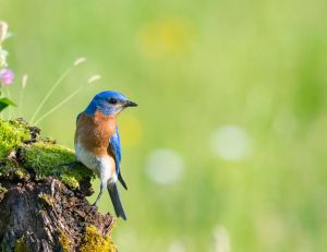 Nature : les oiseaux sauvages disparaissent de nos campagnes / iStock.com - Pchoui