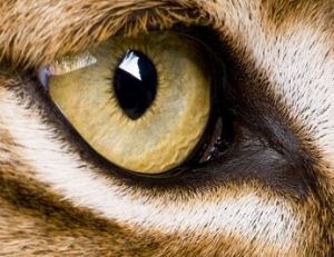 L'œil du lynx
