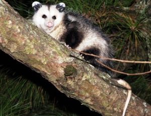 L'opossum est un marsupial