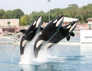 Orques en représentation dans un parc d'attraction marin