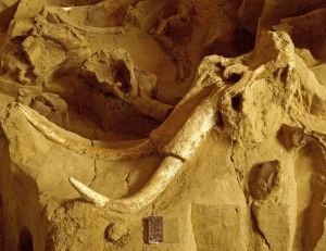 Les mammouths ont disparu il y a 12 mille ans