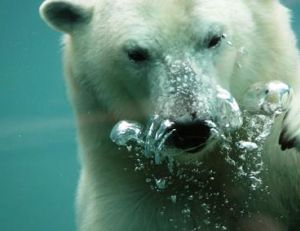L’ours polaire : l’un des principaux prédateurs du Narval