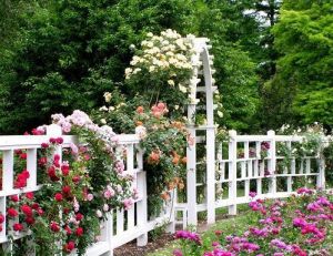 Palissage roses sur clôture et arceau