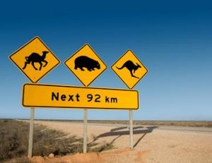 Attention aux chameaux sur les routes d’Australie