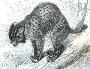 Gravure de la fin du 19e siècle représentant un lynx pardelle