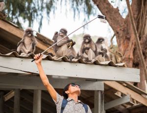 Pas cool news : les dérives des selfies avec les animaux / iStock.com-David_Bokuchava