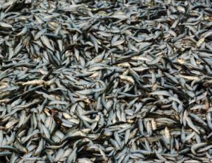 C'est par milliards que les sardines sont pêchées chaque année