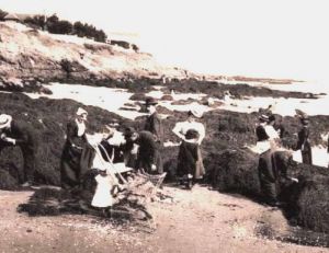 Ramassage des moules sauvages au début du 20ème siècle devant Saint-Nazaire