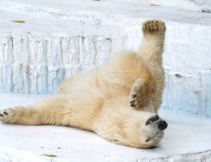 L'ours polaire a des beaux jours devant lui à condition…