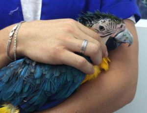 Gigi, le perroquet qui a reçu un bec en titane pour enfin manger des aliments solides - copyright Cicero Moraes