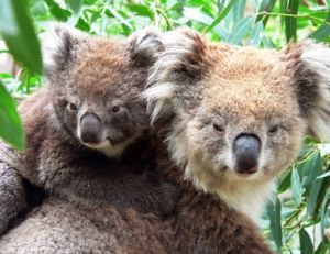 Femelle koala avec un petit âgé de quelques semaines