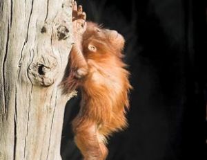 La vie d’un bébé orang-outan au centre de SEPILOG est un long apprentissage