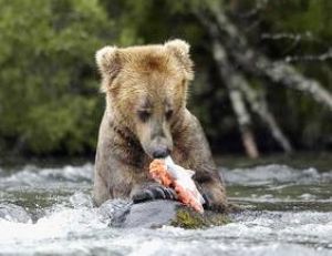 Dès la fin de la première année, les jeunes ours apprennent à pêcher