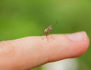 Petits bobos : que faire en cas de piqûre de moustique, de tique ou de guêpe ? / iStock.com - iiievgeniy