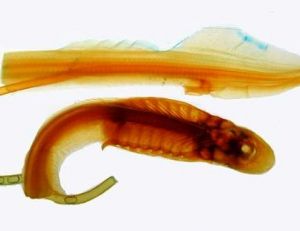 Photo <i>Petromyzon</i> corde : cette dissection de lamproie marine montre l’absence totale de vertèbres