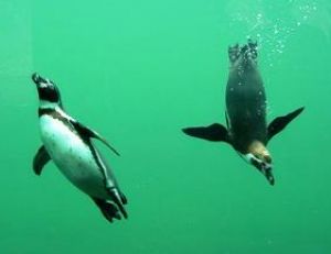 Pingouins en plongée