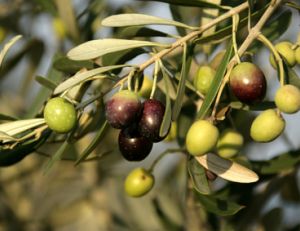 Planter un olivier