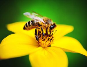 Pollinisateurs : vers une fin prochaine des abeilles ? /iStock.com - TommL