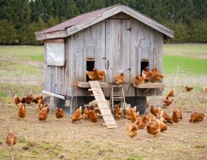 Pour quelles raisons vos poules ne pondent plus d'œufs ? / iStock.com - Fertnig