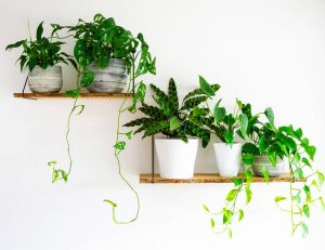 Pourquoi choisir des plantes artificielles pour son intérieur ? / iStock.com - Maksym Ponomarenko