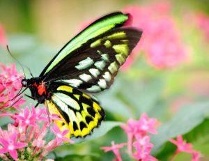 Pourquoi la disparition des papillons est un danger pour la planète ? / iStock.com - OGphoto