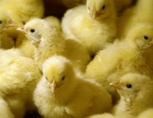 Chaque jour, des milliers de poussins mâles sont broyés ou étouffés en France, car jugés inutiles par la filière avicole...