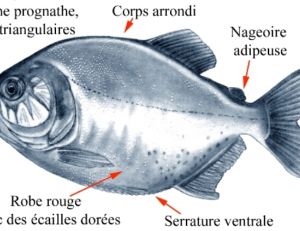 Anatomie du piranha rouge