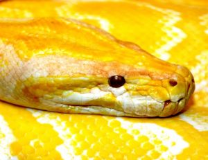Python albinos