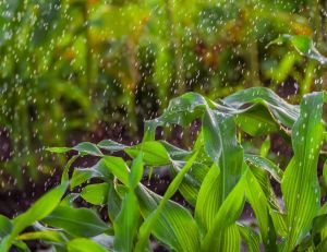 Que faire après une forte pluie au potager et au jardin ?