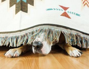 Que faire si mon chien a peur de l'orage ? / Istock.com - Photoboyko