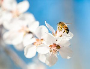 Quelles plantes mellifères pour nourrir vos abeilles toute l’année ? / iStock.com - kool99