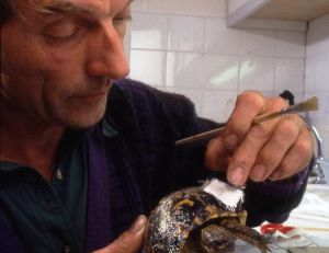 Bernard Devaux répare une tortue blessée par un chien à la Clinique des tortues - ©Village des Tortues (SOPTOM)
