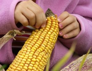Les repères pour reconnaître les produits contenant des OGM