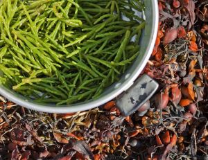 Salicorne : du savon au condiment, les mille vertus d'une plante maritime