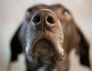 Santé : l'odorat des chiens détecte le diabète / iStock.com - Image Source