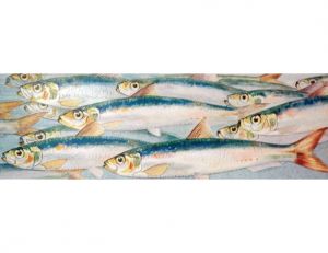 Les sardines, parmi les plus connus des poissons de a famille des clupéidés