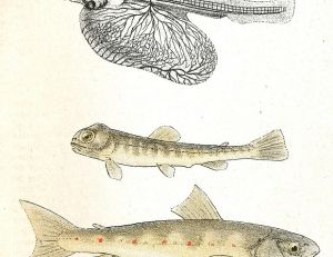Evolution du jeune saumon