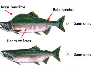 Saumon rose mâle et femelle