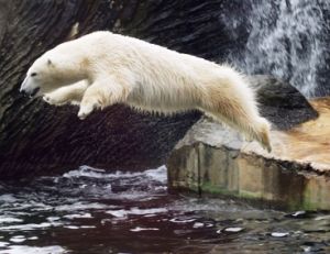 Dans les zoos, les ours polaires font le show