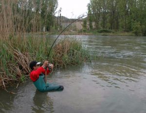 Pêcheur en train de combattre un silure de plus de 2 mètres