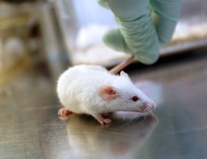 Si des chercheurs sont parvenus à augmenter l'espérance de vie de souris, la méthode en question ne pourra être appliquée à l'Homme...