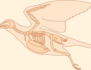 Anatomie d'un pigeon