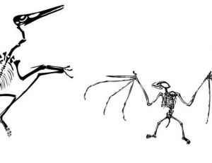 Squelette de Pterosaure et squelette d'une chauve-souris