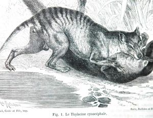 Un thylacine attaquant un ornithorynque, gravure parue dans un ouvrage scientifique de la fin du 19ème siècle