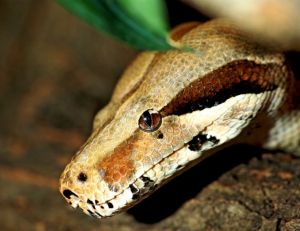 Tête de python, de boa ou d'anaconda ?