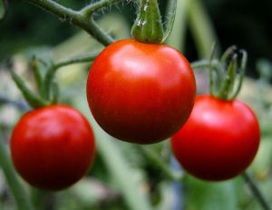 La peau de tomate va remplacer le bisphénol A dans nos boites de conserve