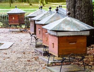 Trop de ruches en ville ? / Istock.com - olrat
