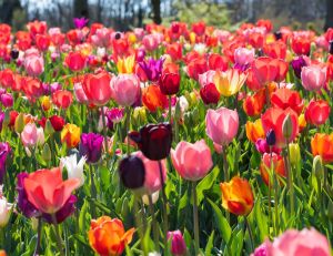 Tulipes : les différentes variétés / iStock.com - Big_Suttawat