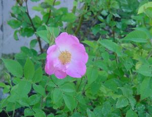 Rosier arbustif : rose de France (Rosa gallica)
